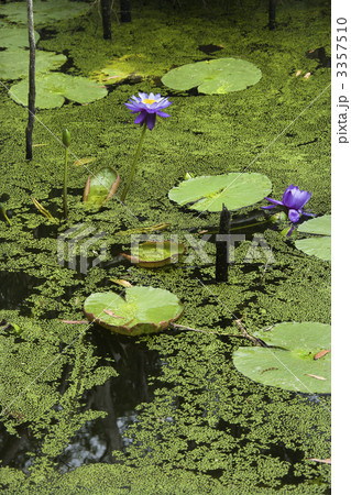 Water lilies. 3357510