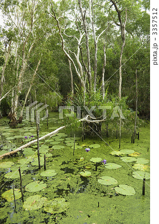 Lush wetlands. Lush wetlands. 3357512