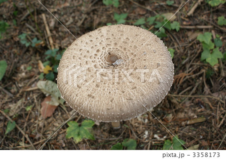 カラカサタケ カラカサタケ 3358173