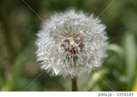 たんぽぽ　綿毛 3358185