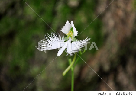 サギソウ 3359240