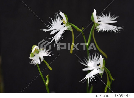 サギソウ 3359242