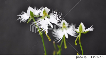 サギソウ 3359243