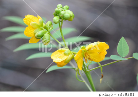 ハブソウ 3359281