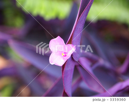 セントクレアセア セントクレアセア 3359360