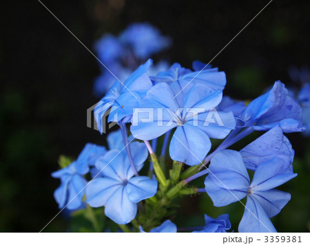 プルンバゴ 3359381