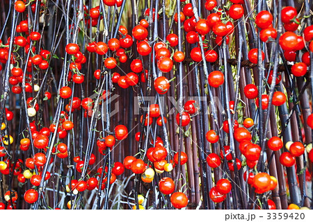 花茄子 観賞用のナス 岐阜県大野郡白川村荻町 の写真素材