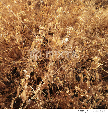 Drying plants. Drying plants. 3360473