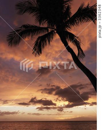 Palm tree at sunset Palm tree at sunset 3362348