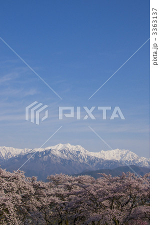 北アルプスと桜 北アルプスと桜 3363137