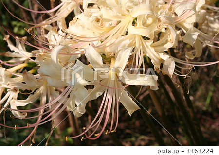 白い彼岸花 3363224