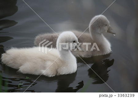 色違いの白鳥の雛の写真素材