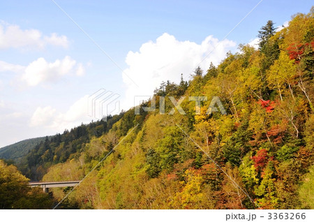美瑛川沿いの紅葉 3363266