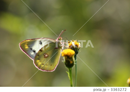 モンキチョウ モンキチョウ 3363272