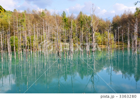 美瑛の青い池 美瑛の青い池 3363280