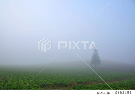 朝霞に包まれる美瑛のクリスマスツリーの木 朝霞に包まれる美瑛のクリスマスツリーの木 3363291