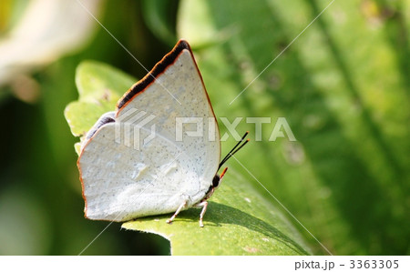 ウラギンシジミ 3363305