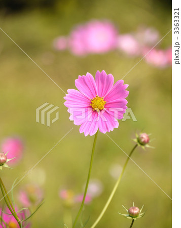 コスモス 3363321