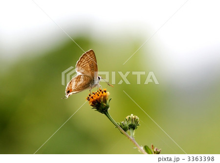 蜜を吸うウラナミシジミ 蜜を吸うウラナミシジミ 3363398