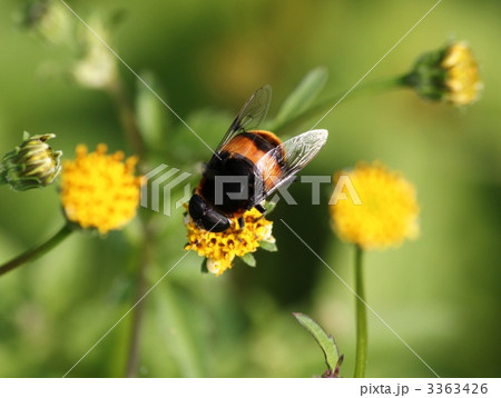 オオハナアブの雄 3363426