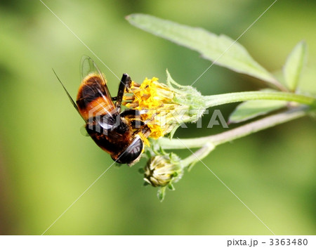 花蜜を吸うオオハナアブ 花蜜を吸うオオハナアブ 3363480
