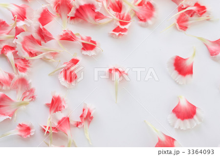 カーネーションと花弁 3364093