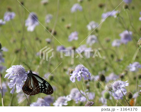 マツムシソウにとまるアサギマダラ 3364370