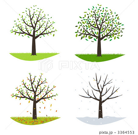 大樹の四季のイラスト素材