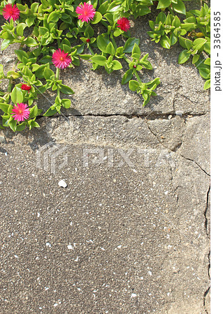 ハナヅルソウ 3364585