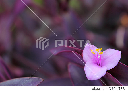 ムラサキゴテン ムラサキゴテン 3364588