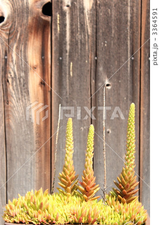 ツメレンゲ ツメレンゲ 3364591