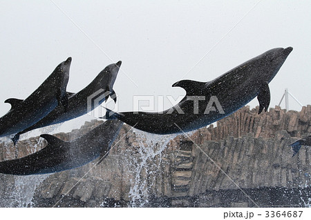 バンドウイルカ 3364687