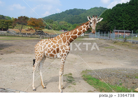 キリン 横姿 陸上動物の写真素材