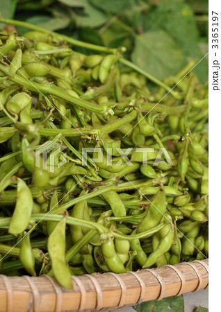 黒豆の枝豆 黒豆の枝豆 3365197