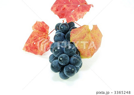 巨峰の実と葉・横位置斜俯瞰 巨峰の実と葉・横位置斜俯瞰 3365248