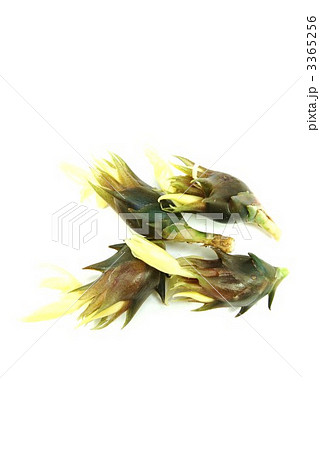 秋の花ミョウガ茶褐色4個縦位置 秋の花ミョウガ茶褐色4個縦位置 3365256