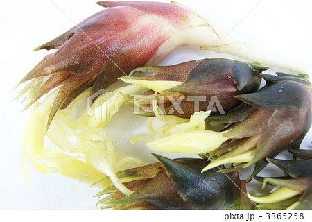 秋の花ミョウガ複数アップ横位置 3365258