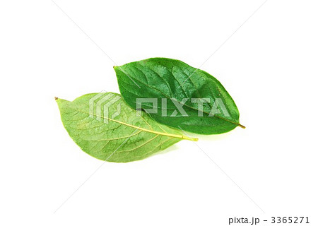 柿の葉表裏２葉横位置 3365271