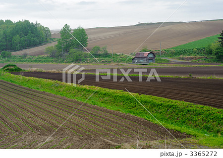 丘の畑 3365272
