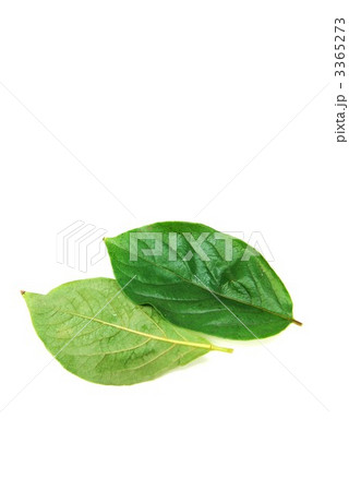 柿の葉表裏２葉縦位置 3365273