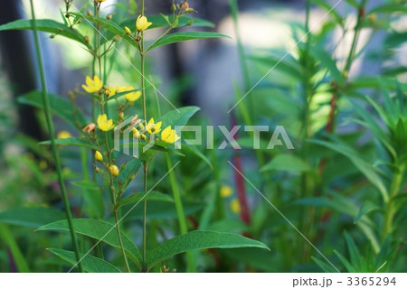 クサレダマ(草連玉)の花横位置 クサレダマ(草連玉)の花横位置 3365294