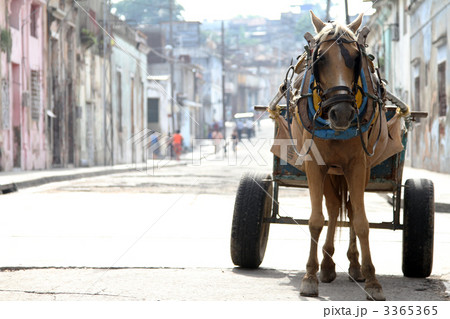 キューバ　馬車 3365365