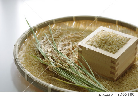 稲穂と玄米 稲穂と玄米 3365380