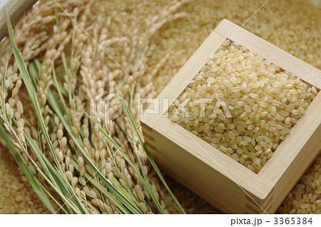 稲穂と玄米 稲穂と玄米 3365384
