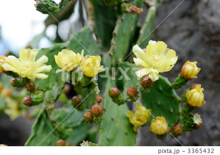 タンシウチワの花 タンシウチワの花 3365432