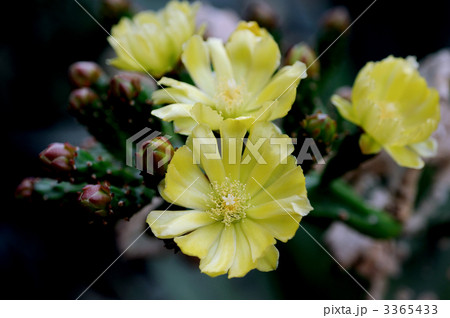 タンシウチワの花 3365433