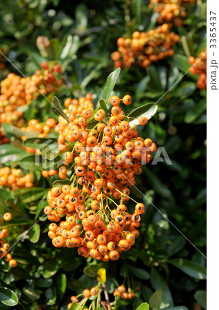 ピラカンサス 3365437