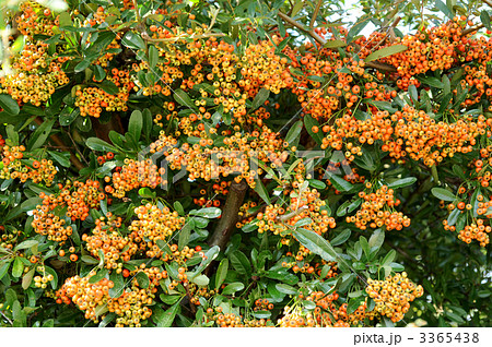 ピラカンサス 3365438