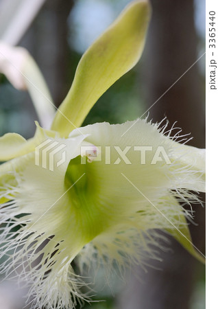 ブラサボラ・ディグビアナ 3365440