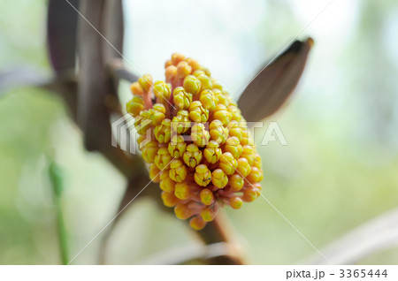 ロビクェティア・セリナ 3365444